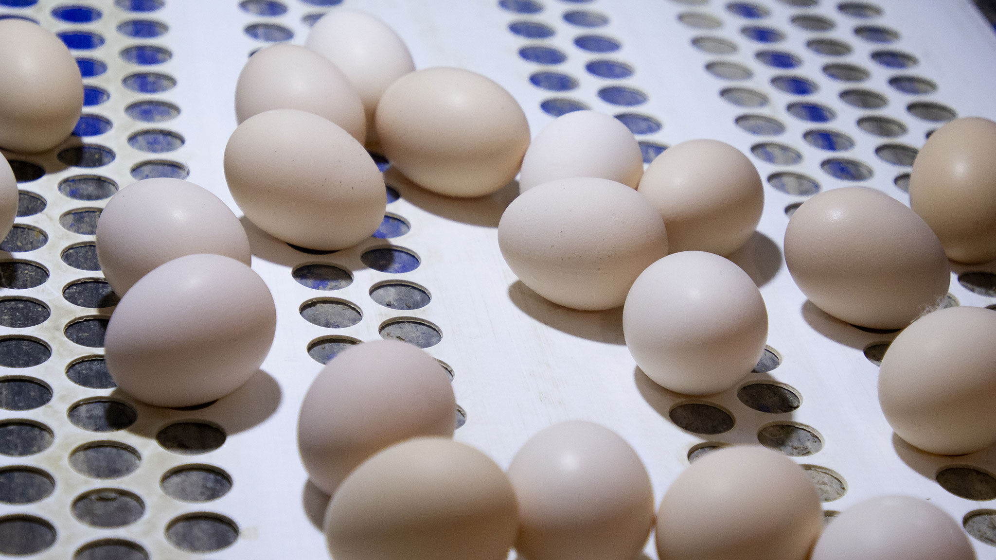 куриные яйца