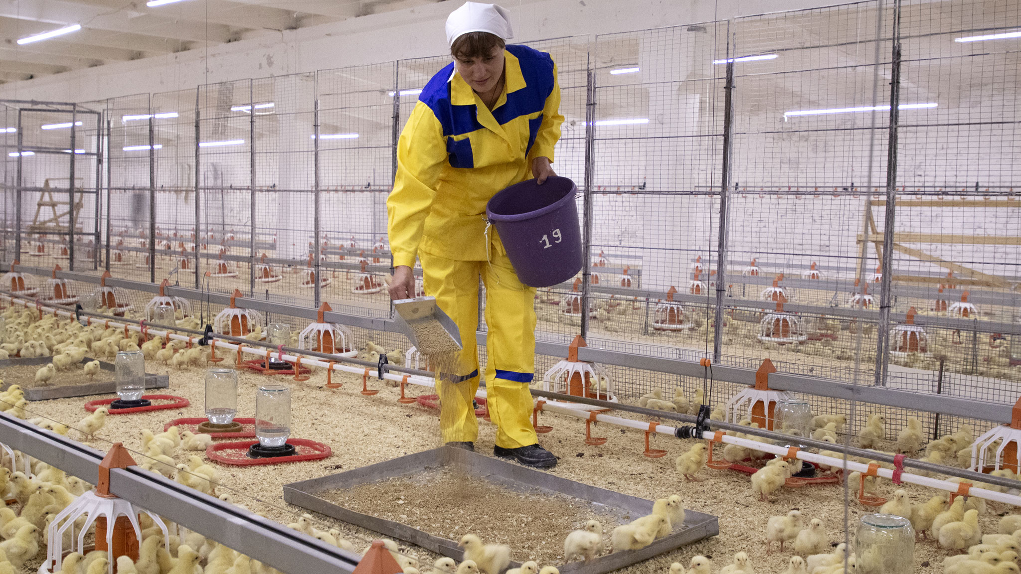 женщина кормит цыплят