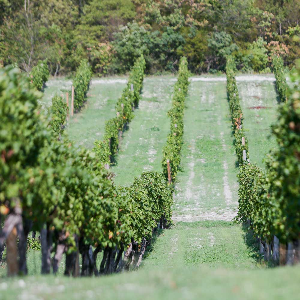 виноградники