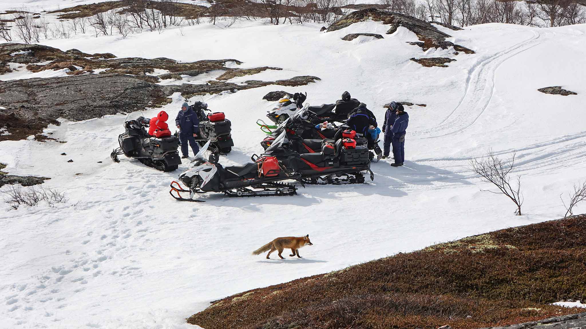 Перед отправлением с хребта Муста-Тунтури на полуостров  Средний.
