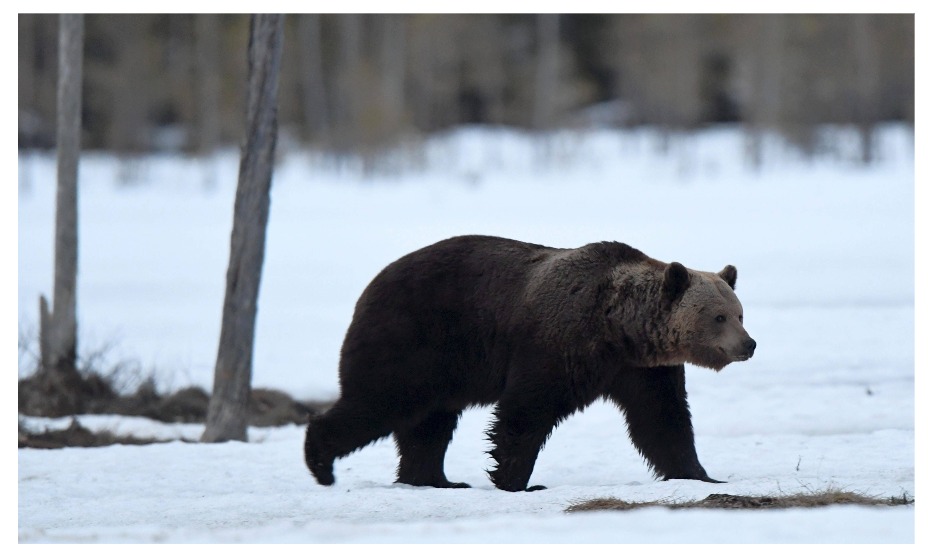 Кира Дюжева однажды столкнулась на трассе с медведем. Фото: Global Look Press