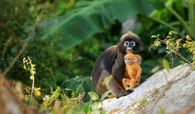 Желтая обезьяна — символ 2028 года