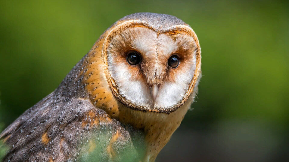 К чему снится сова