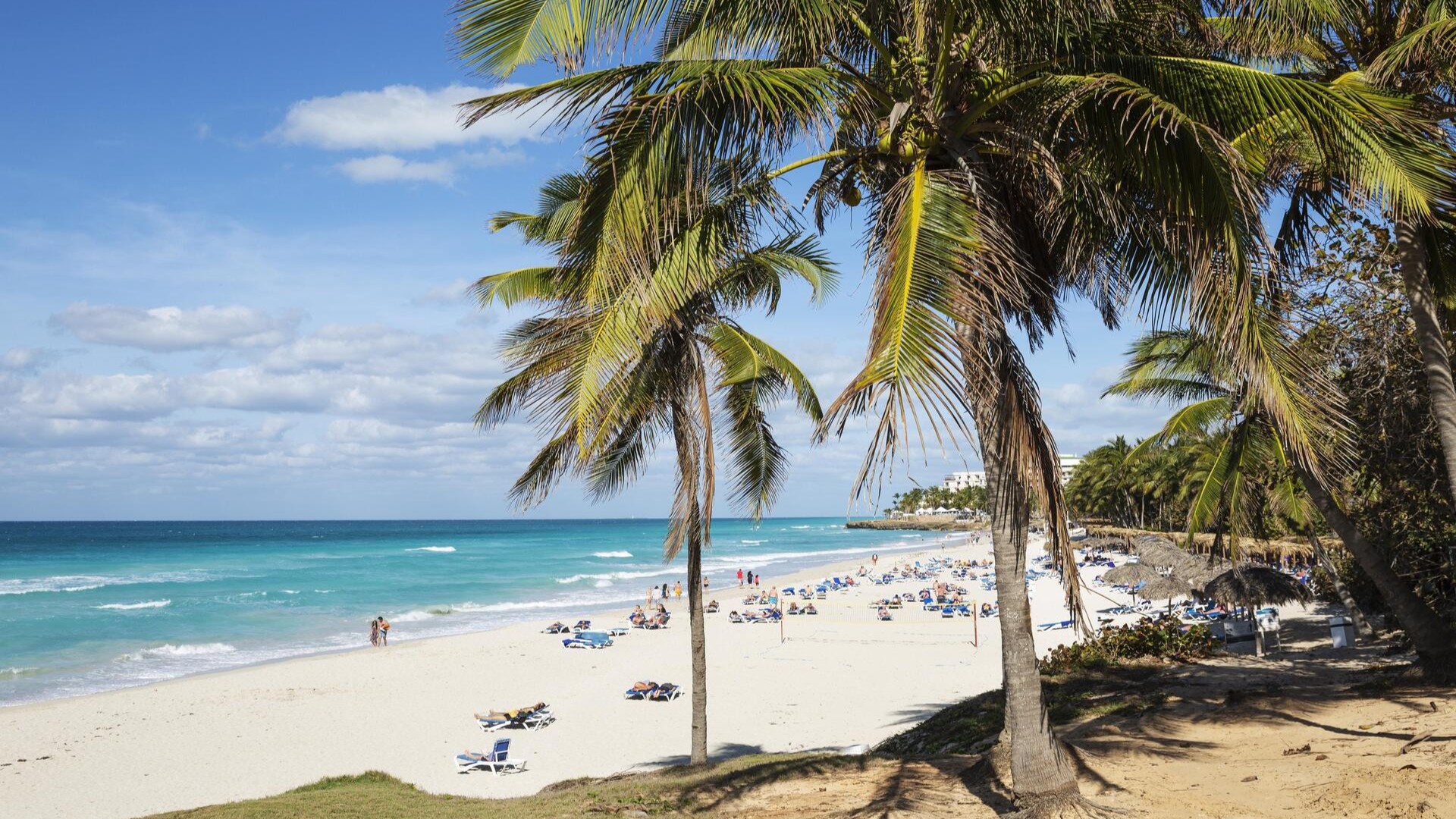 Пляжные и кокосовые пальмы в Варадеро.