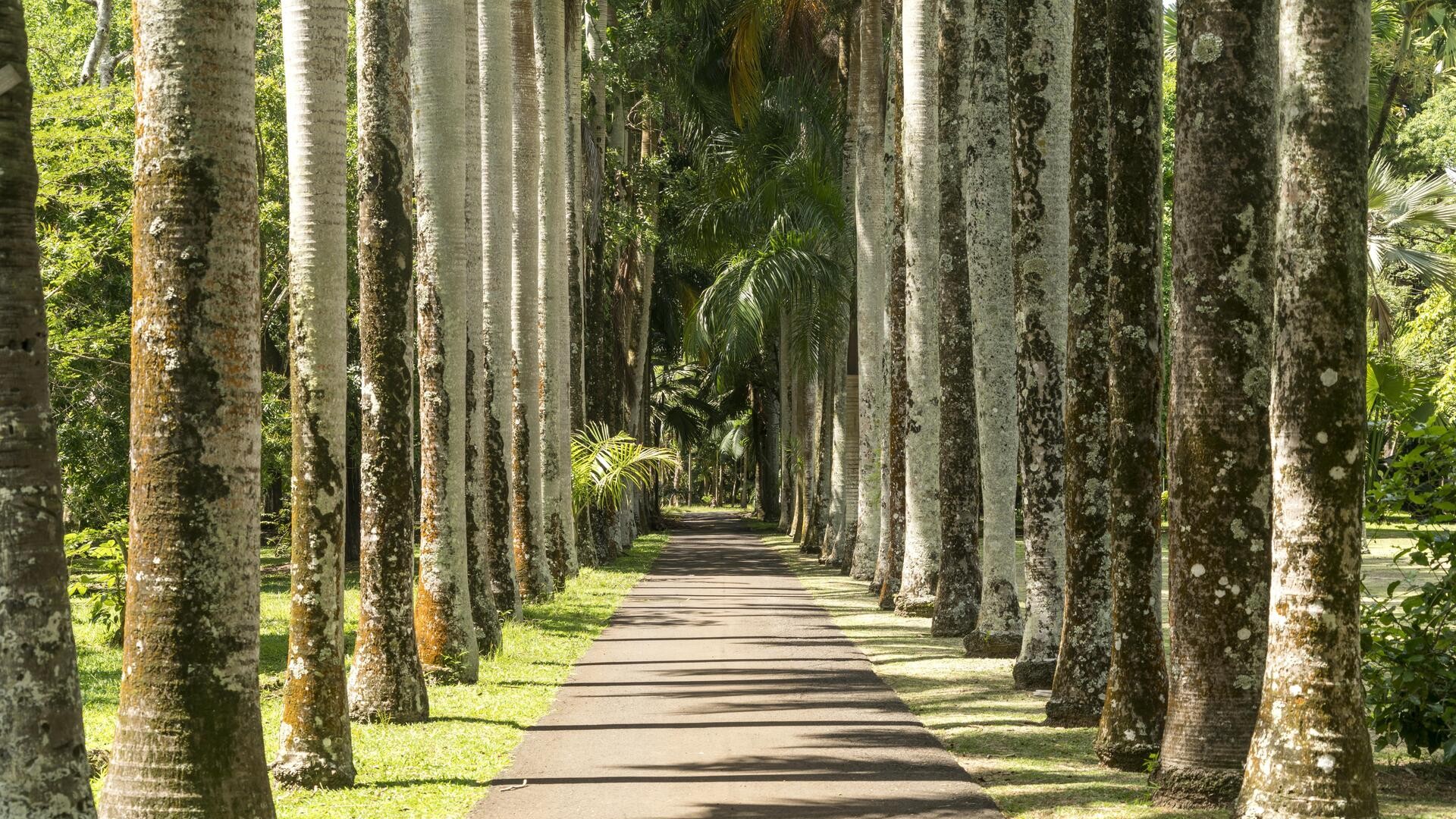 Аллея в ботаническом саду Памплемус, Маврикий.