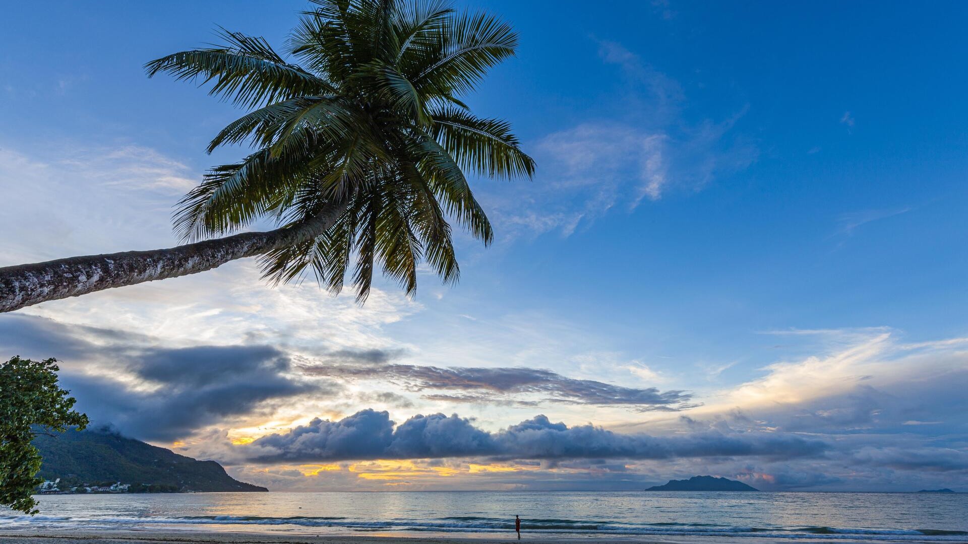 Пальма и море на закате в бухте Бо-Валлон, остров Маэ.