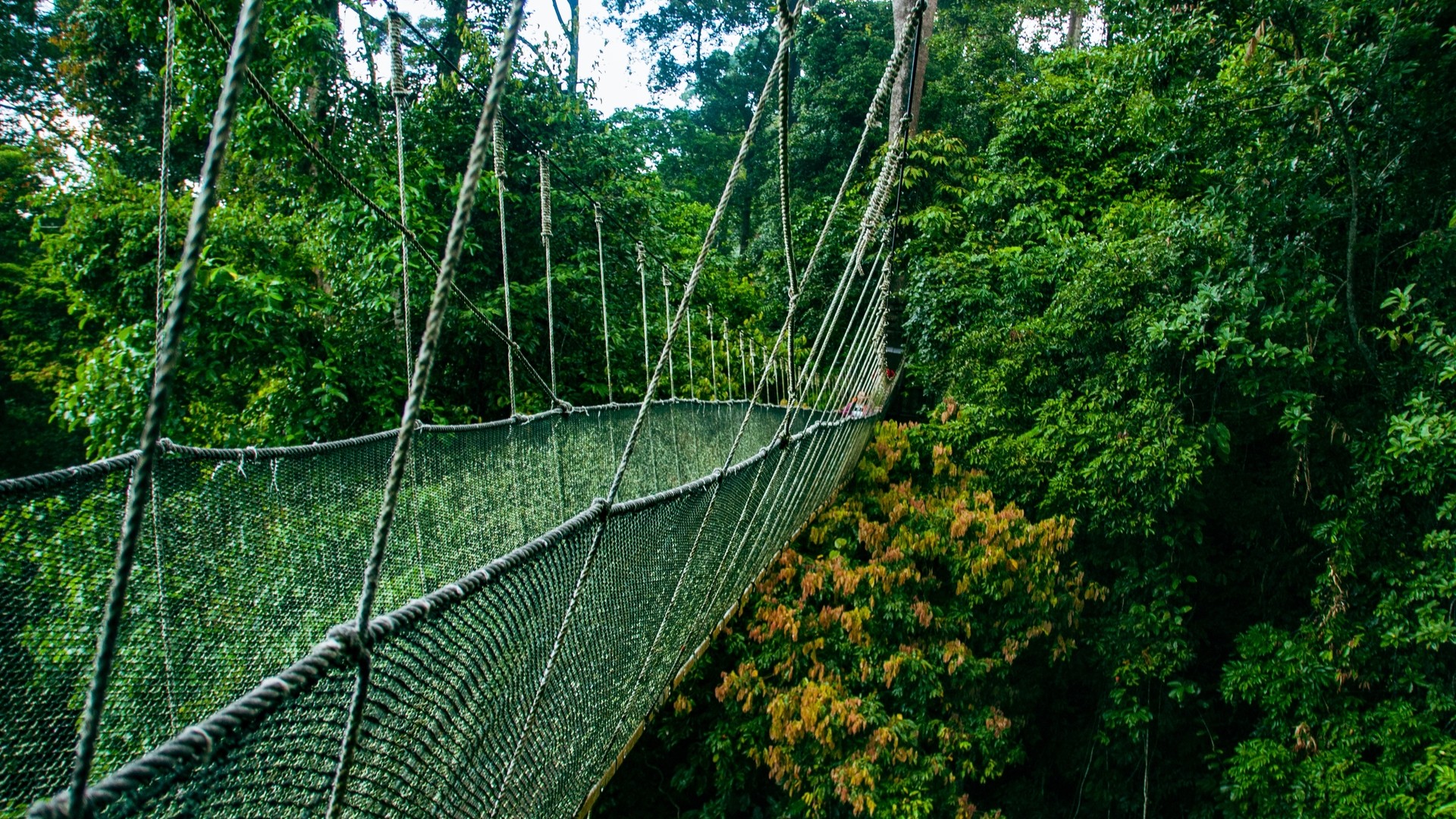Подвесной мост в тропическом дождевом лесу национального парка Кинабалу.