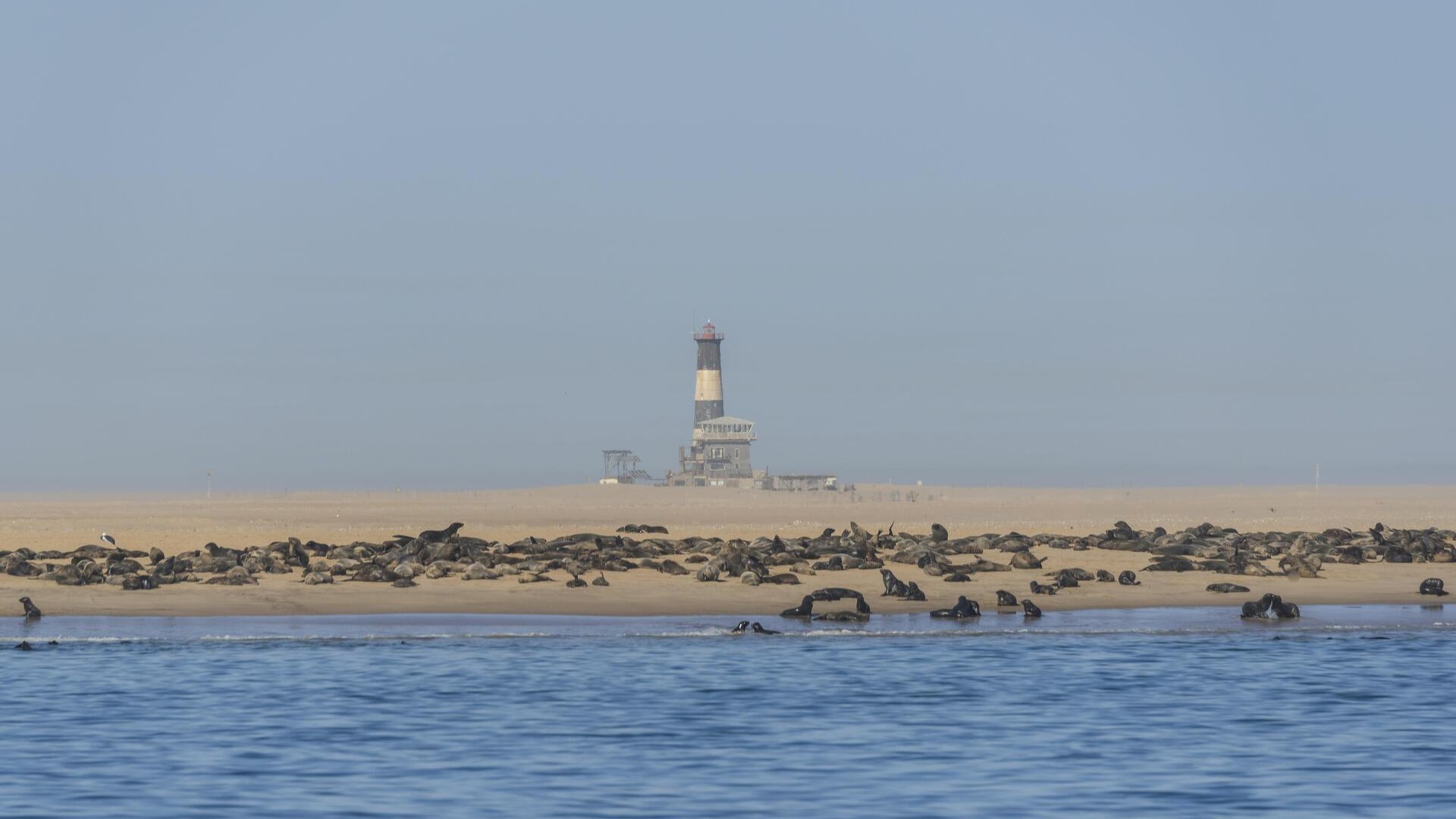 Южноафриканские морские котики на пляже за маяком, Пеликан-Пойнт.
