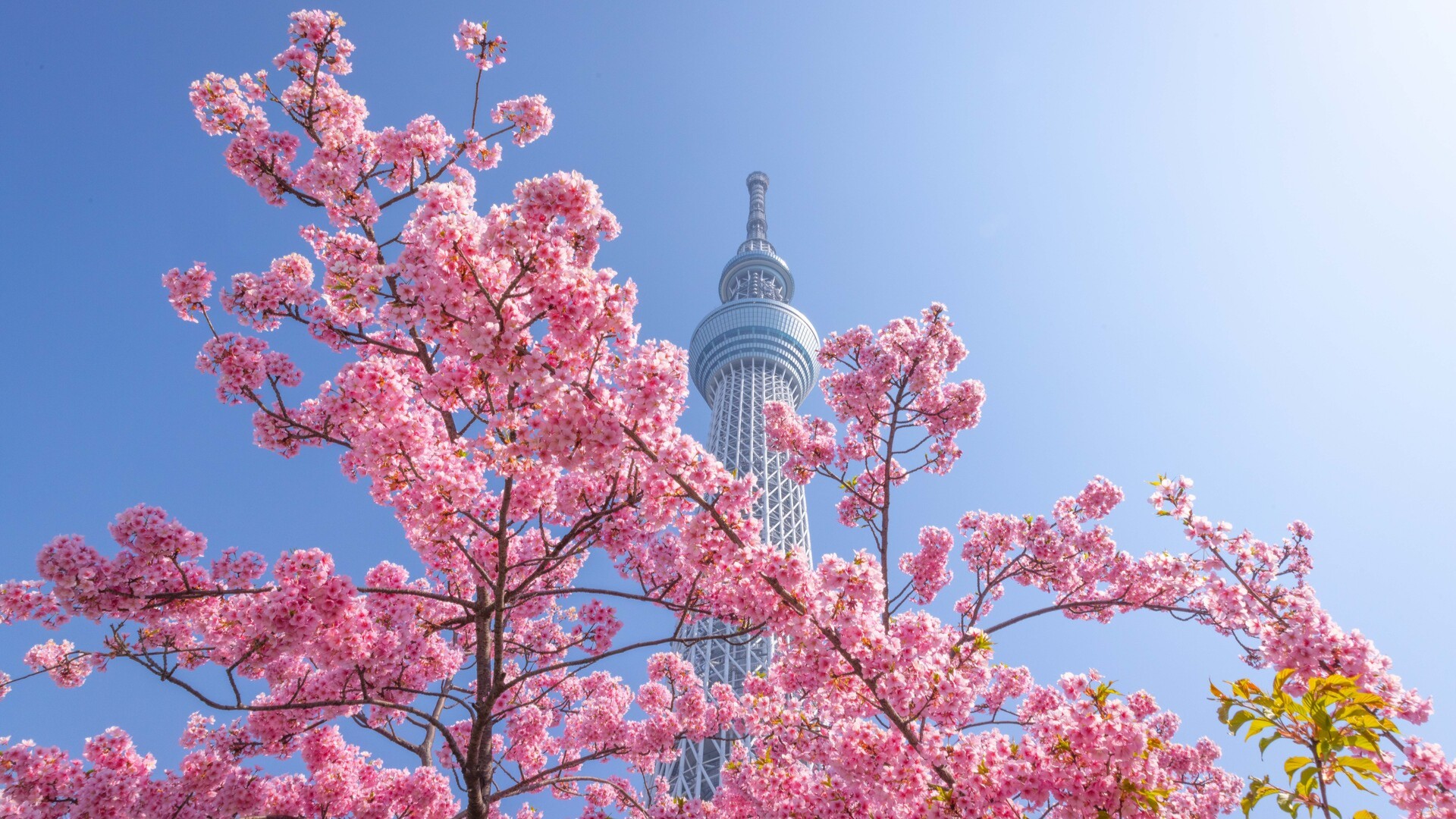 Телевизионная башня Tokyo Skytree цветущая сакура в районе Осиагэ, Токио.