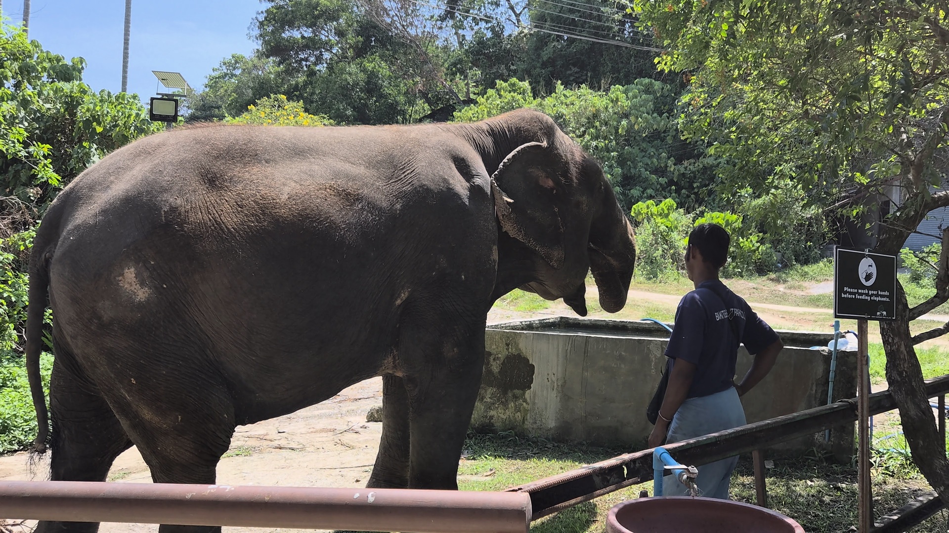 Слоновий заповедник на Пхукете, Таиланд.
